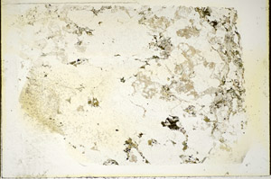 Plane Polarized, S85450