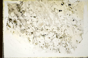 Plane Polarized, S85452
