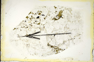 Plane Polarized, S85453