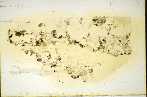 Plane Polarized, S85455