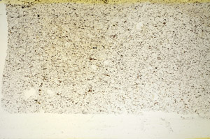Plane Polarized, S85471