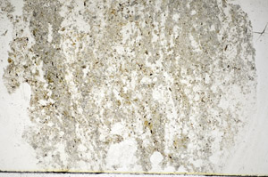 Plane Polarized, S85518
