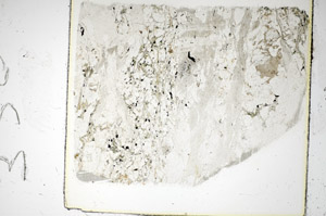 Plane Polarized, S85526