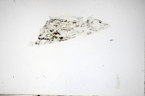 Plane Polarized, S85529