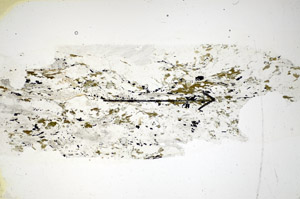 Plane Polarized, S85529/C