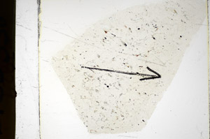 Plane Polarized, S85536
