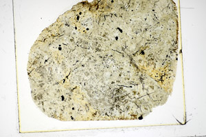Plane Polarized, S85543