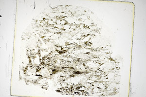 Plane Polarized, S85545