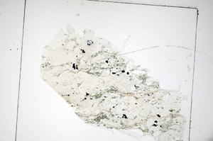 Plane Polarized, S85552