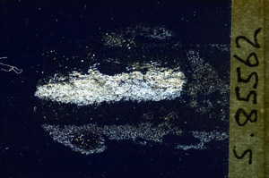 Cross Polarized, S85562