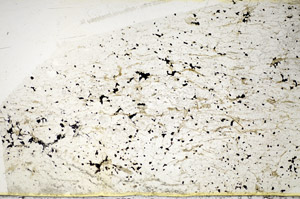 Plane Polarized, S85574
