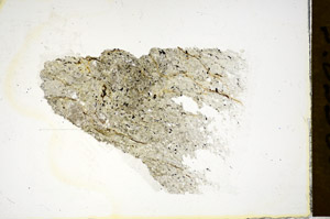 Plane Polarized, S85580