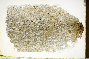 Plane Polarized, S85581