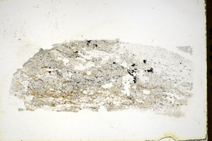 Plane Polarized, S85587