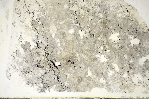 Plane Polarized, S85590