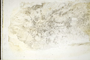 Plane Polarized, S85592