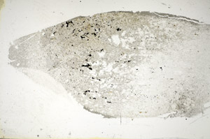 Plane Polarized, S85593