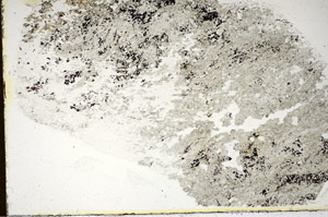 Plane Polarized, S85596