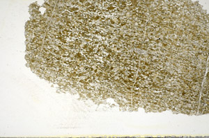 Plane Polarized, S85603