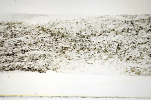 Plane Polarized, S85607