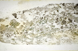 Plane Polarized, S85613
