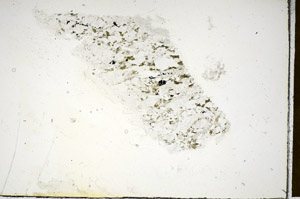 Plane Polarized, S85615
