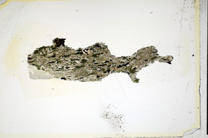 Plane Polarized, S85622