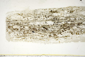 Plane Polarized, S85624