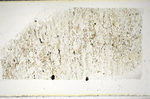 Plane Polarized, S85625