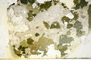 Plane Polarized, S85629