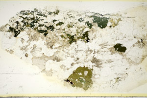 Plane Polarized, S85636
