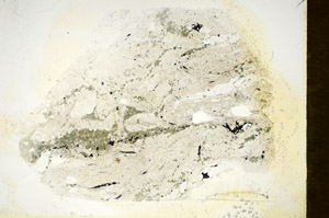 Plane Polarized, S85639