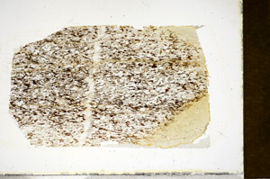 Plane Polarized, S85648