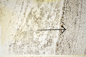 Plane Polarized, S85649