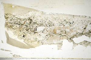 Plane Polarized, S85650