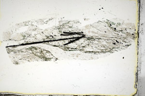 Plane Polarized, S85651