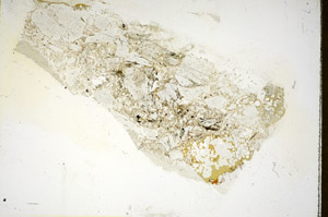 Plane Polarized, S85653