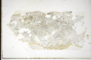 Plane Polarized, S85658