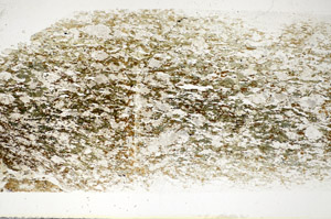 Plane Polarized, S85659