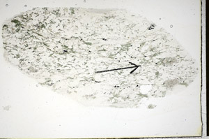 Plane Polarized, S85662