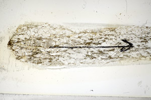 Plane Polarized, S85664