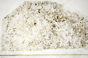 Plane Polarized, S85669