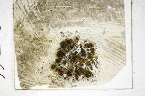Plane Polarized, S85670