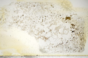 Plane Polarized, S85689