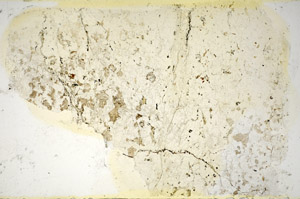 Plane Polarized, S85692
