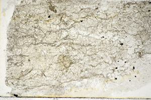 Plane Polarized, S85698