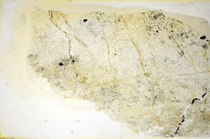 Plane Polarized, S85699