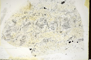 Plane Polarized, S85704