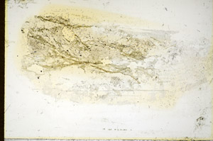 Plane Polarized, S85720