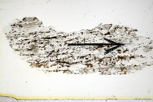 Plane Polarized, S85721